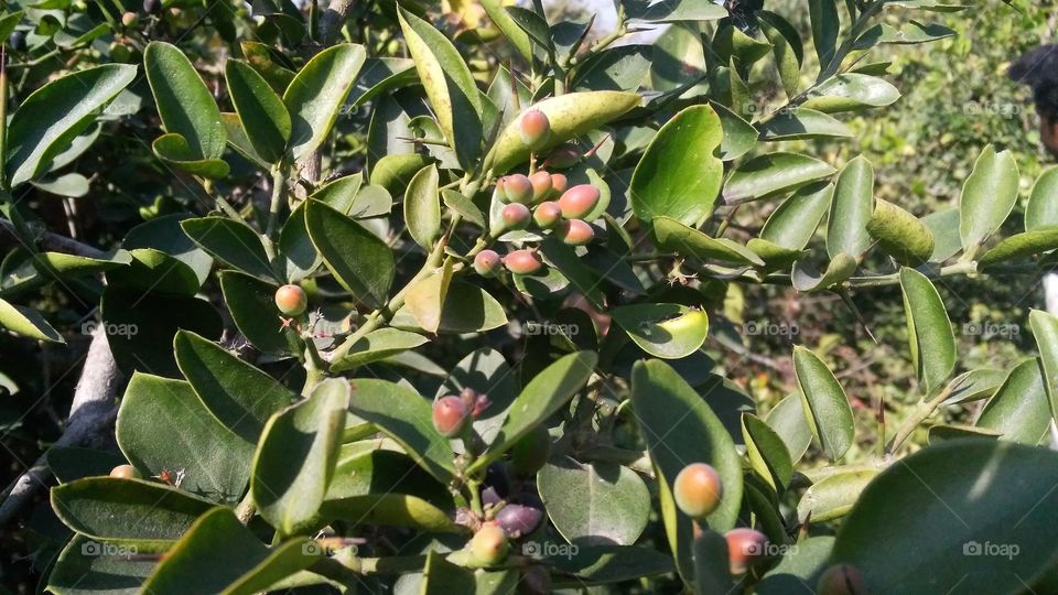The mountainous region of Jharkhand state where lots of fruits are planted.