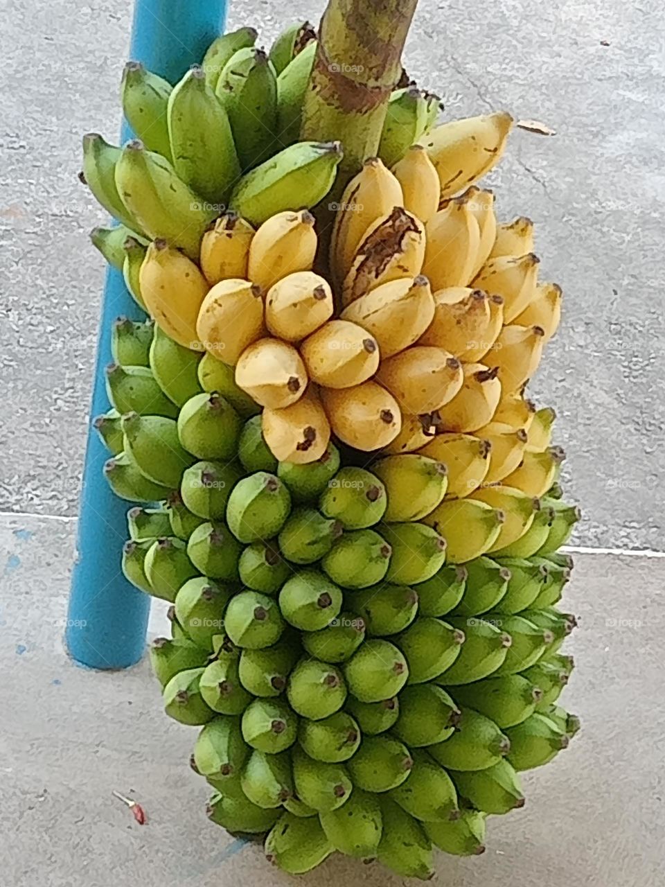 banana