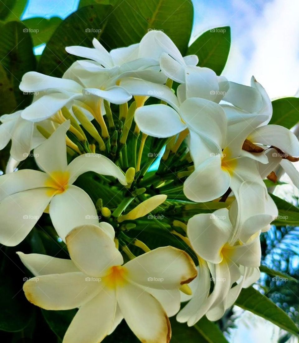 These are Indian flowers North-East, India