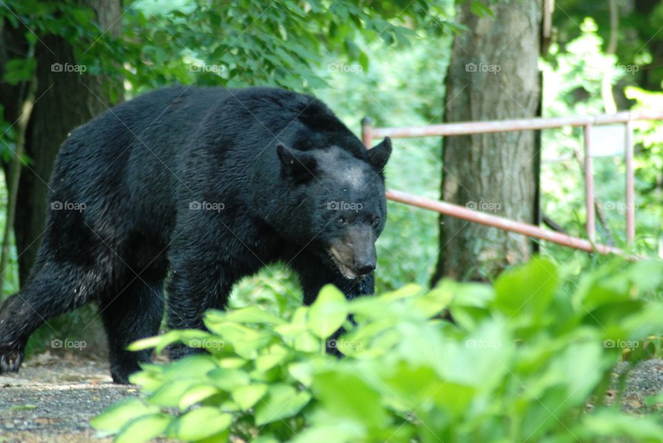 Black bear crossing our driveway