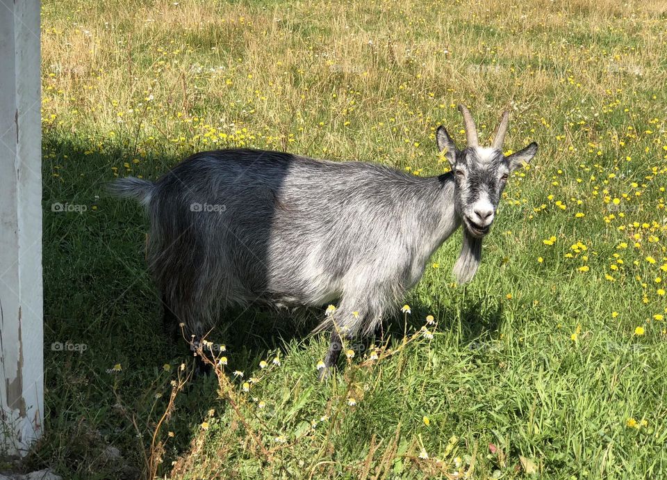 Gray goat in a green field posing for a picture 