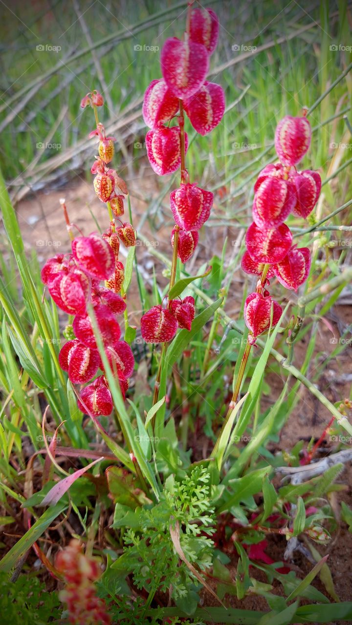 Rumex