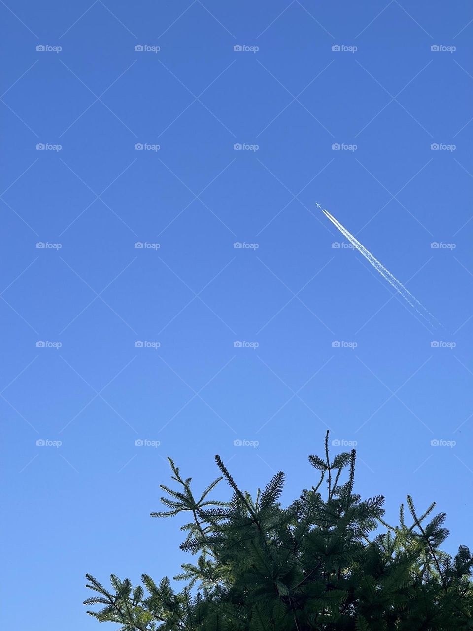 Clear sky with aeroplane and bright green tree