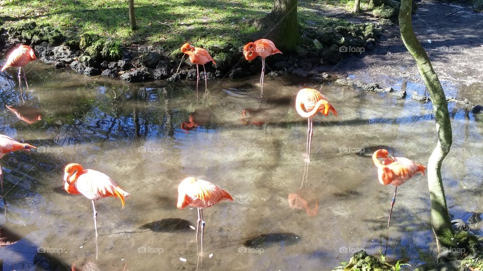 Flamingos
