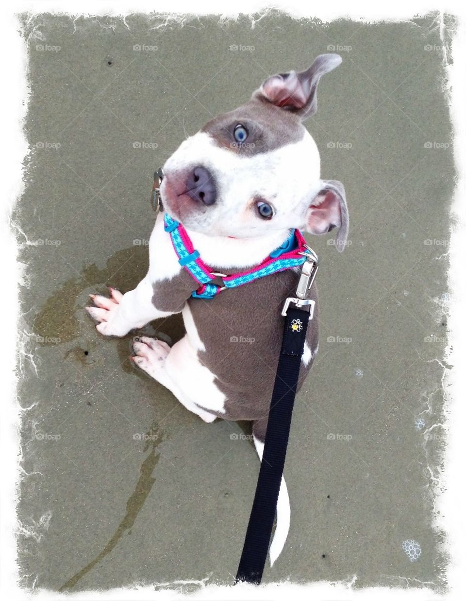Sadi at the beach 