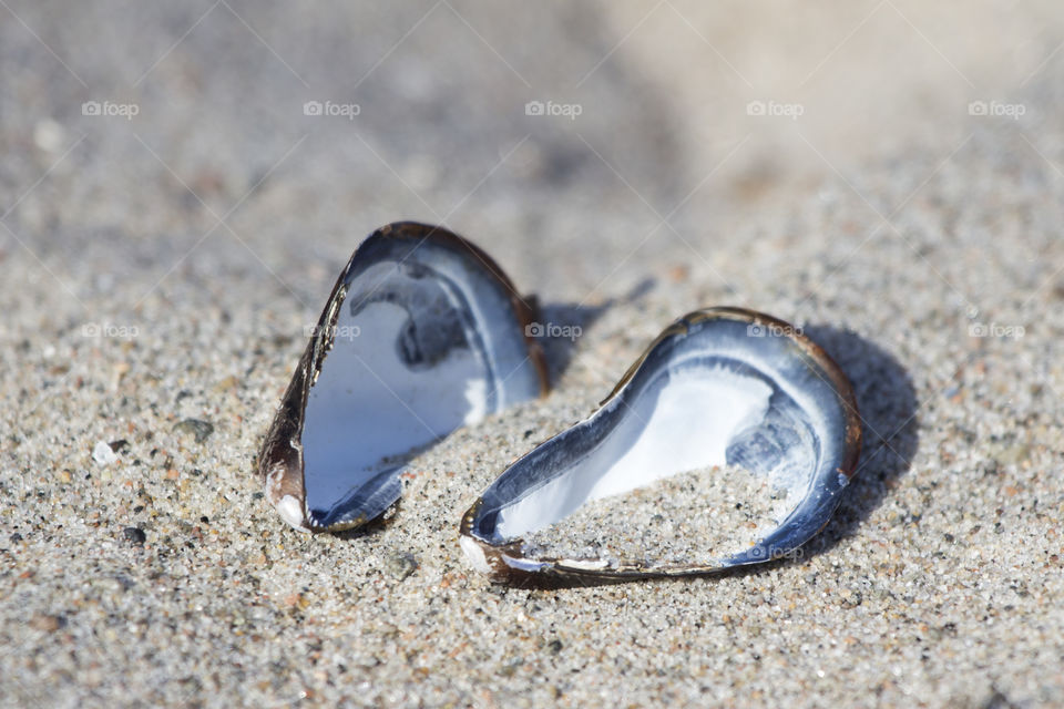 Close-up of blue seashell
