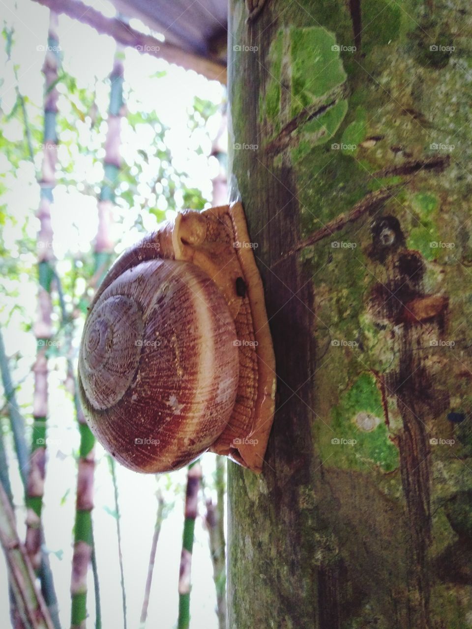Snail on the tree in rainforest