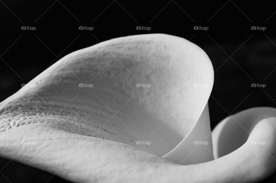 Elegant black and white calla lily flower showing sensual curves and spirals of the simple but beautiful flower against a dark backdrop 