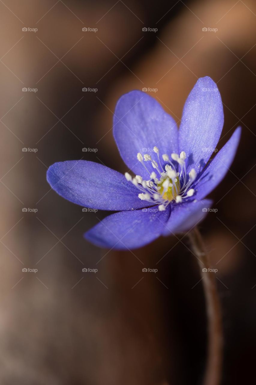 Close up or macro of a blue spring flower