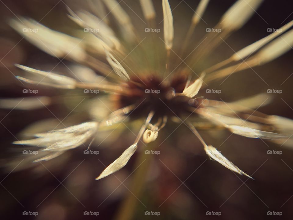 Dandelion Up Close 