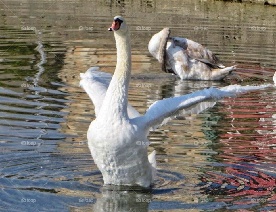 Swan in show