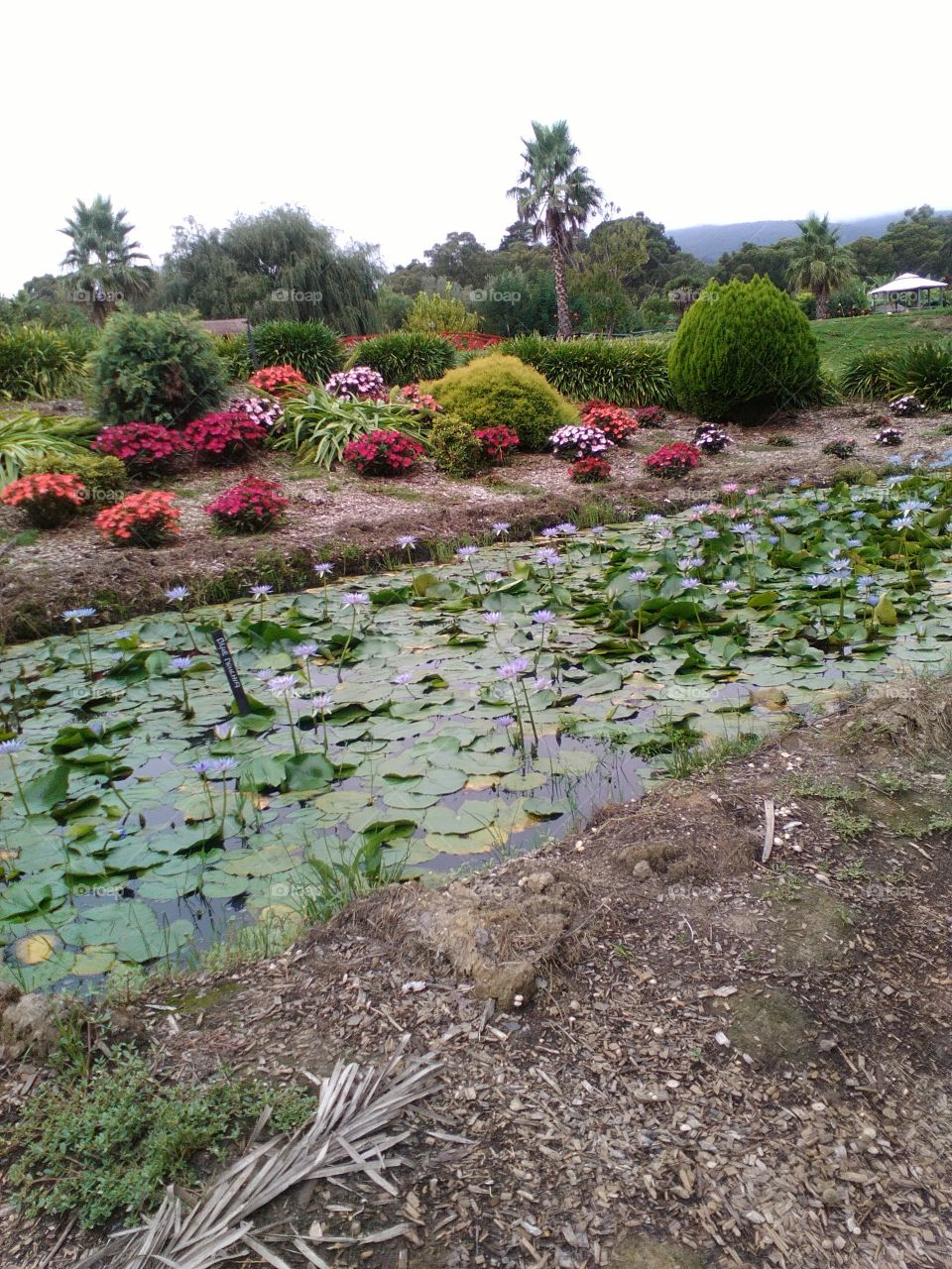 Beautiful lotus garden