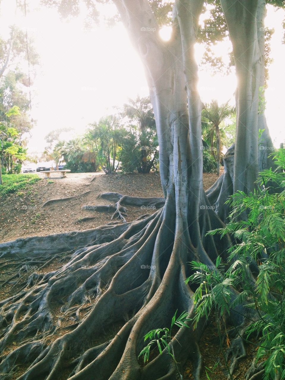 Trees of Balboa Park