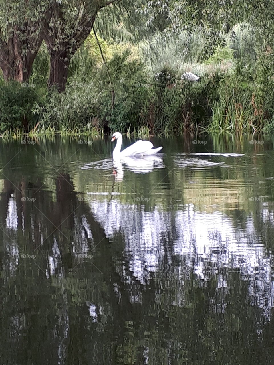 Reflecting Beauty