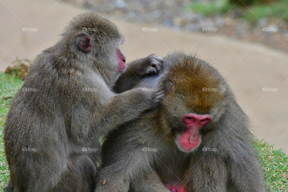 Grooming Japanese macaque