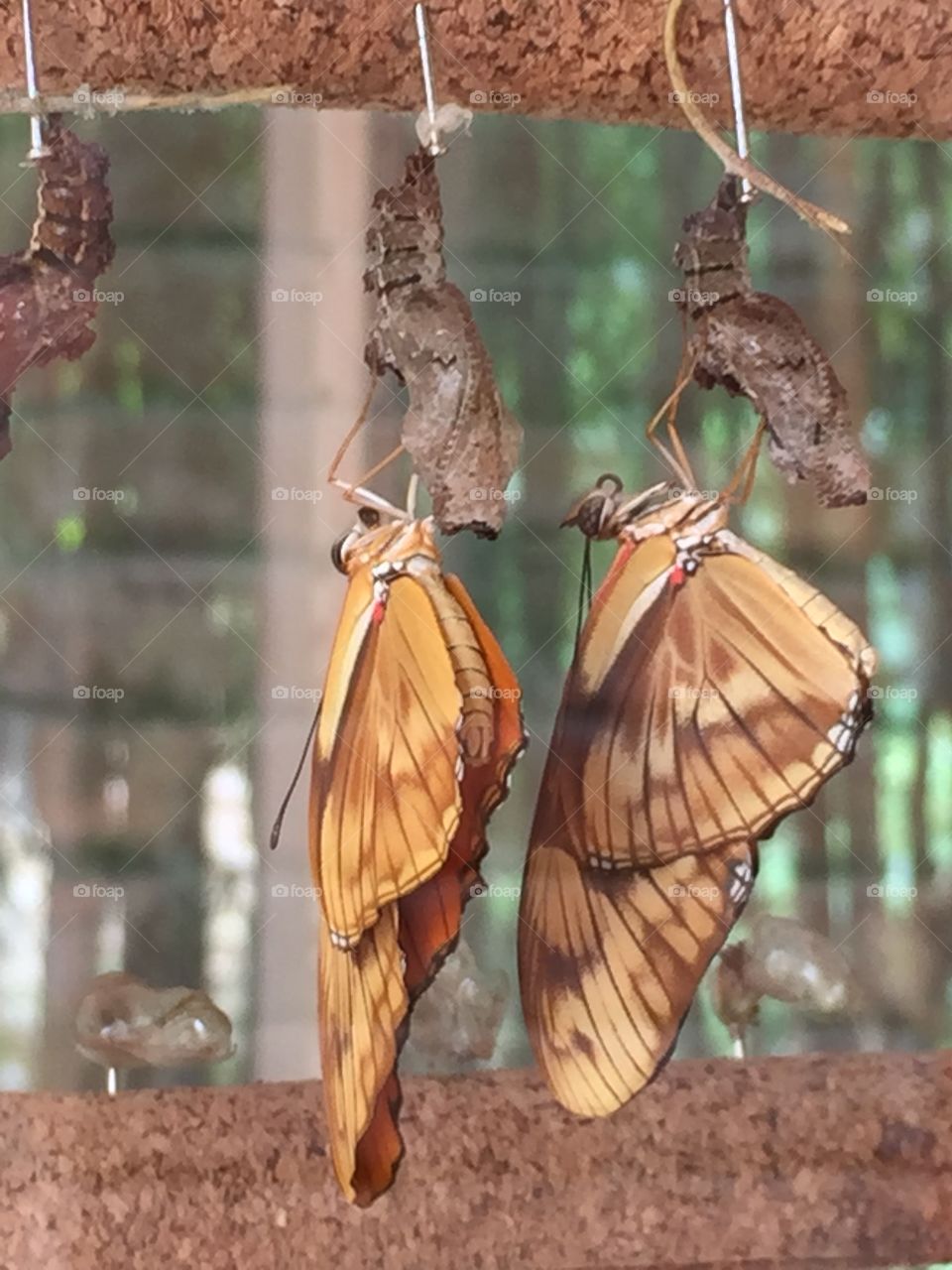 Las mariposas también hacen el amor. La naturaleza en su máxima expresión, mariposas trabajando para que la especie perdure.