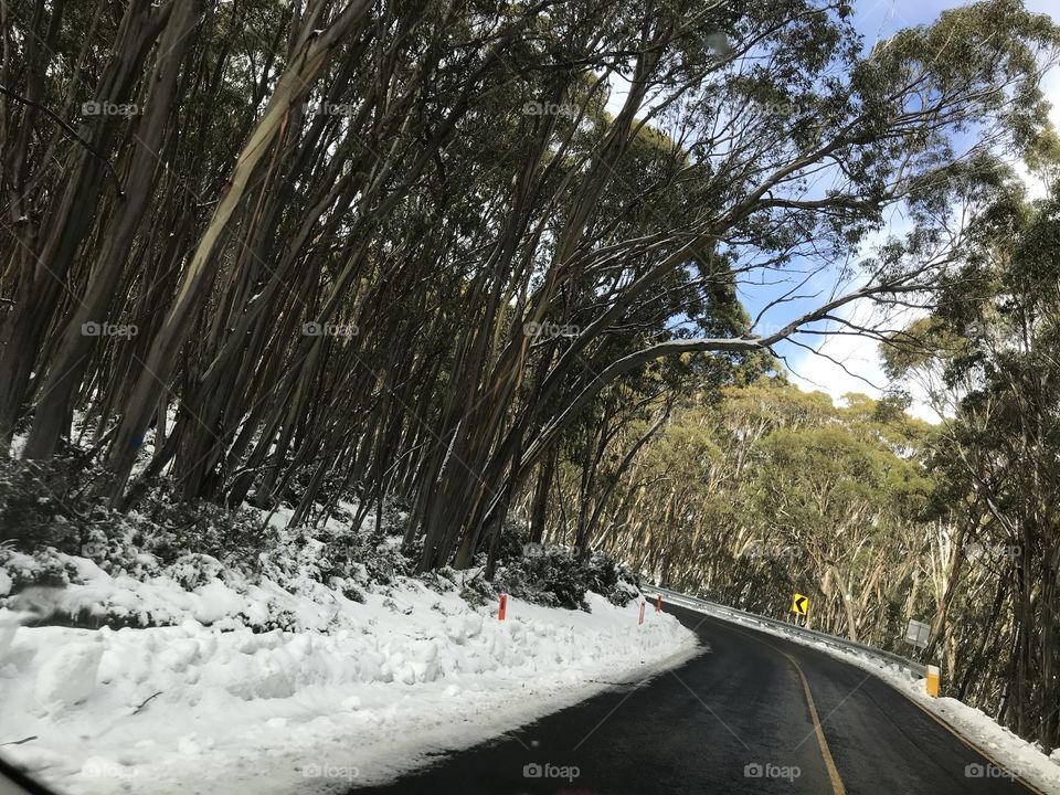 View of the snow along the road nearly get to the Alpine resort Mt Baw Baw