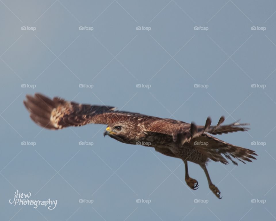 Red shouldered hawk