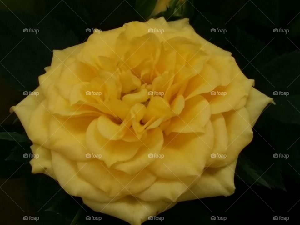 Yellow Rose