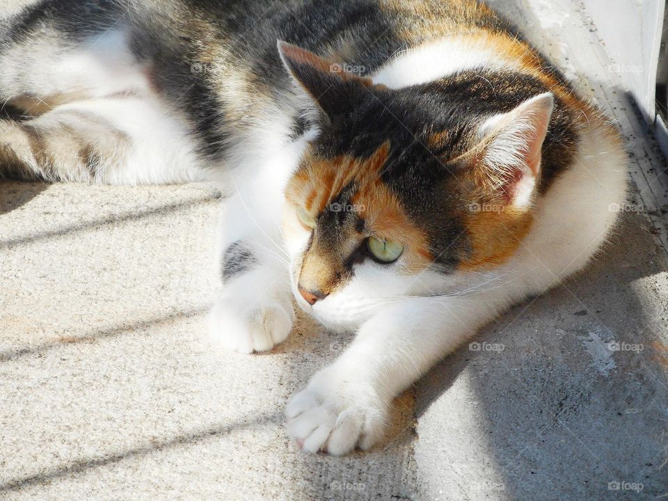 A calico cat lays on her balcony part in the sun and part in the shade and observes what is going on outside.