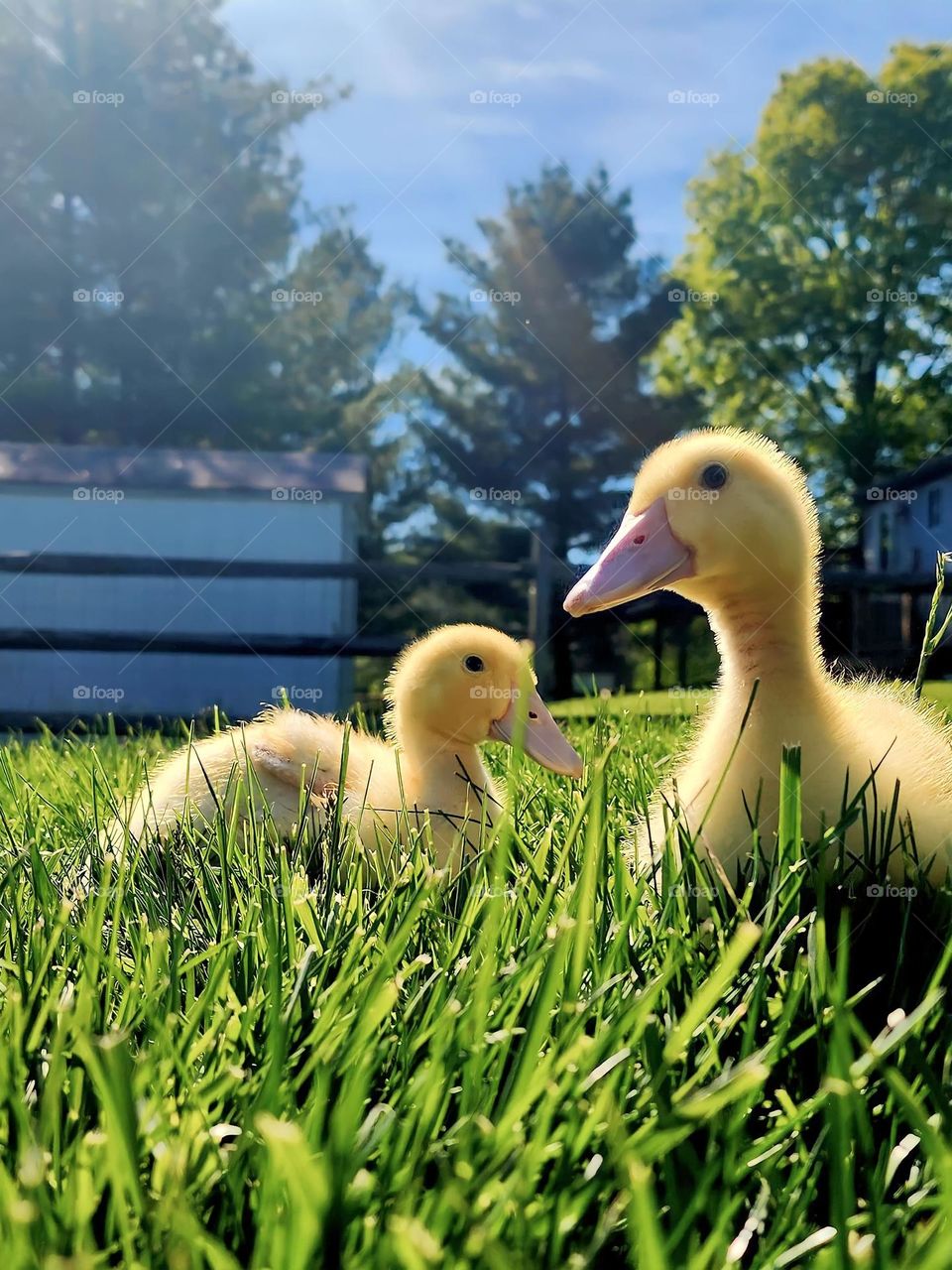 Duckies 
