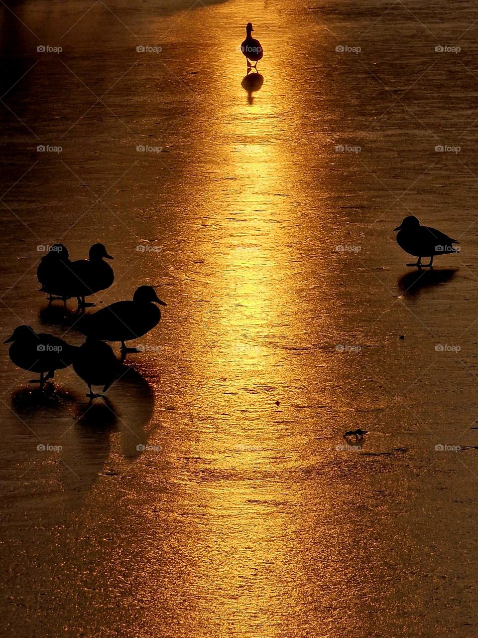 wild ducks on the frozen lake of Gyula