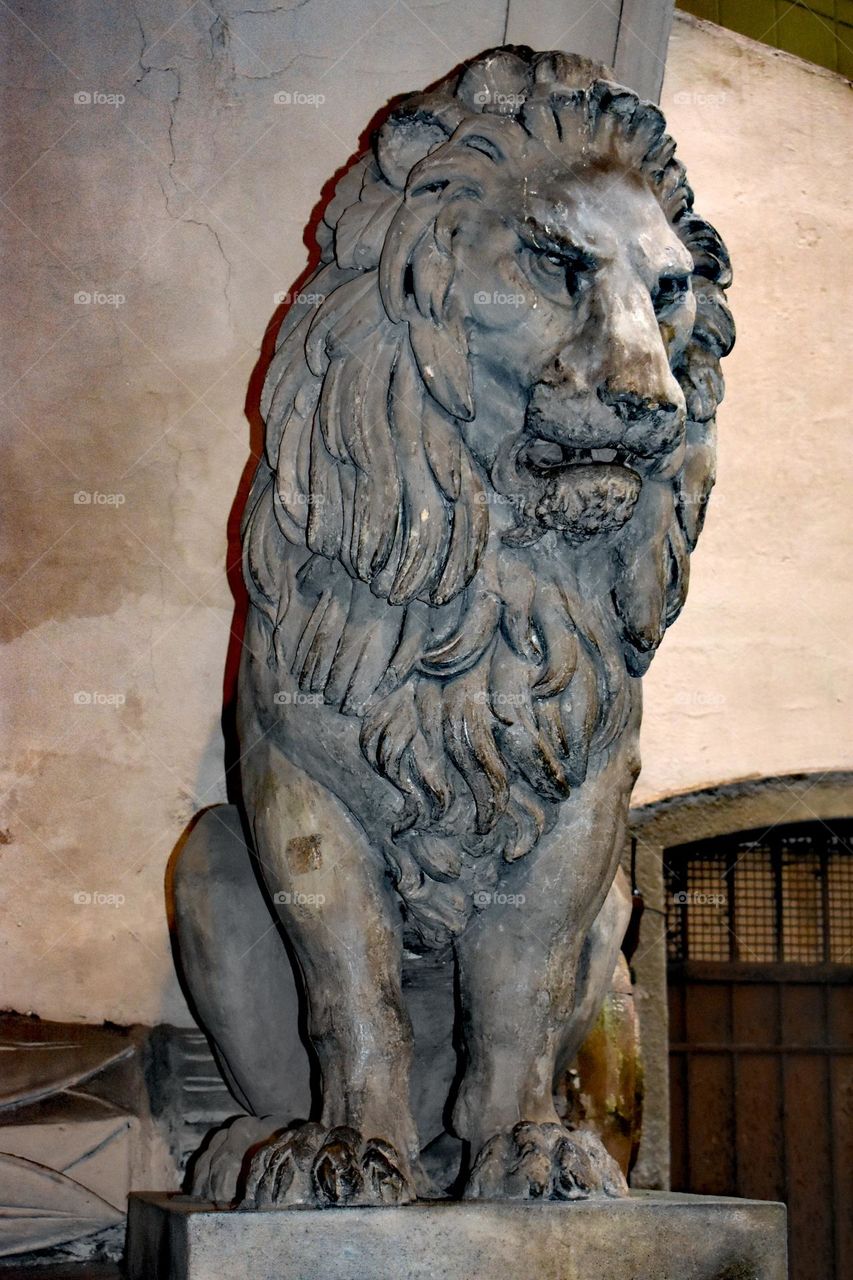 Lion majestueux