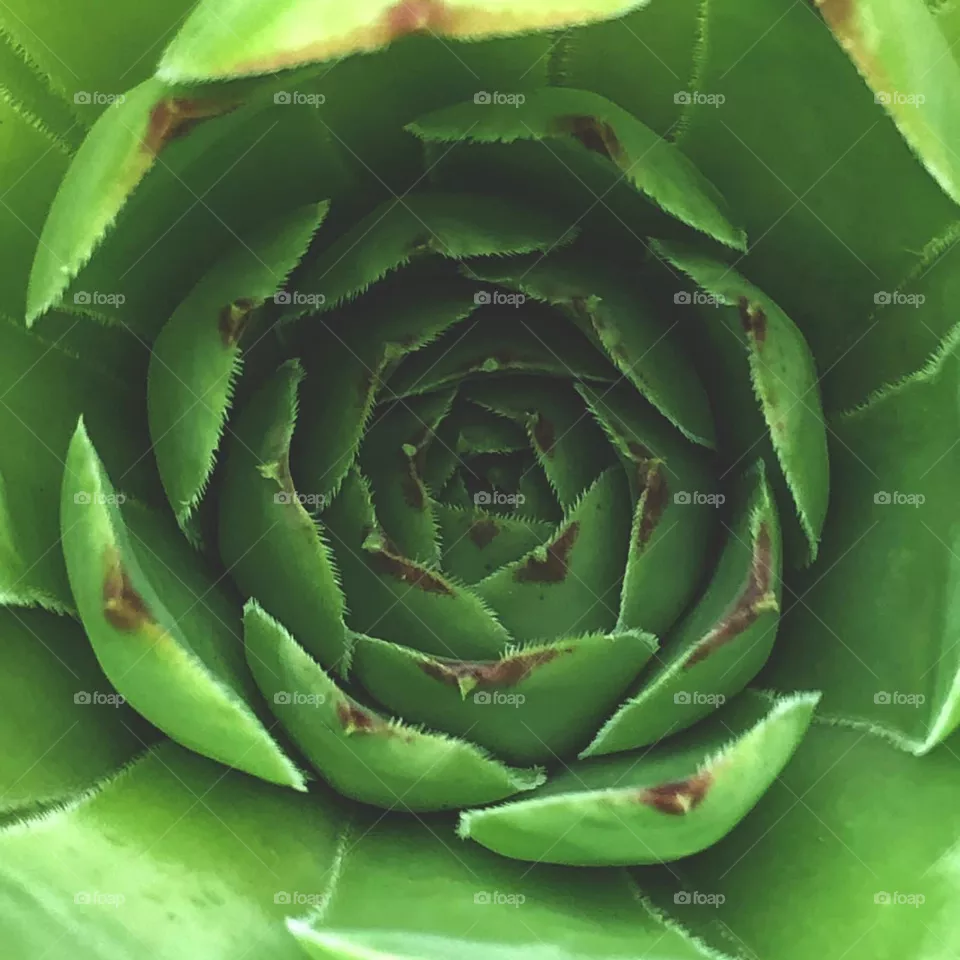 Succulent 