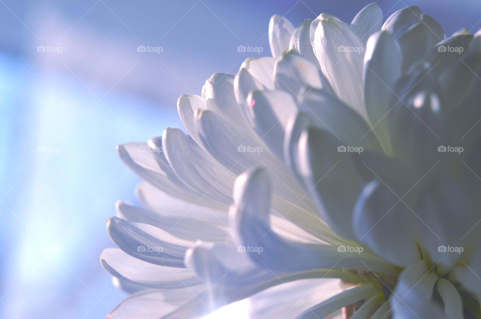 chrysanthemum petals against the background of a window and the morning rays of the sun shining through a flower aerial photo personifying lightness, innocence and freshness