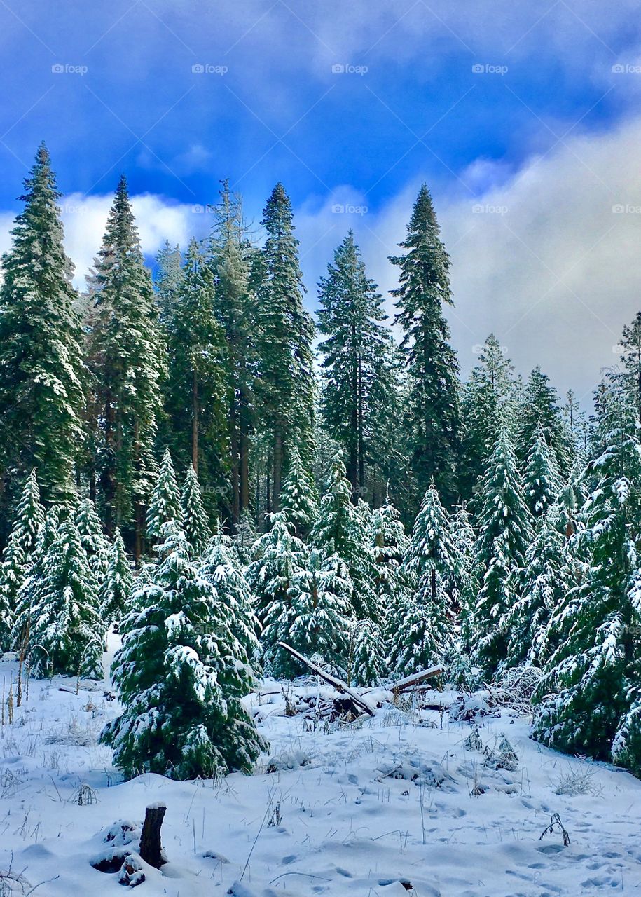 Scenic view of nature in winter