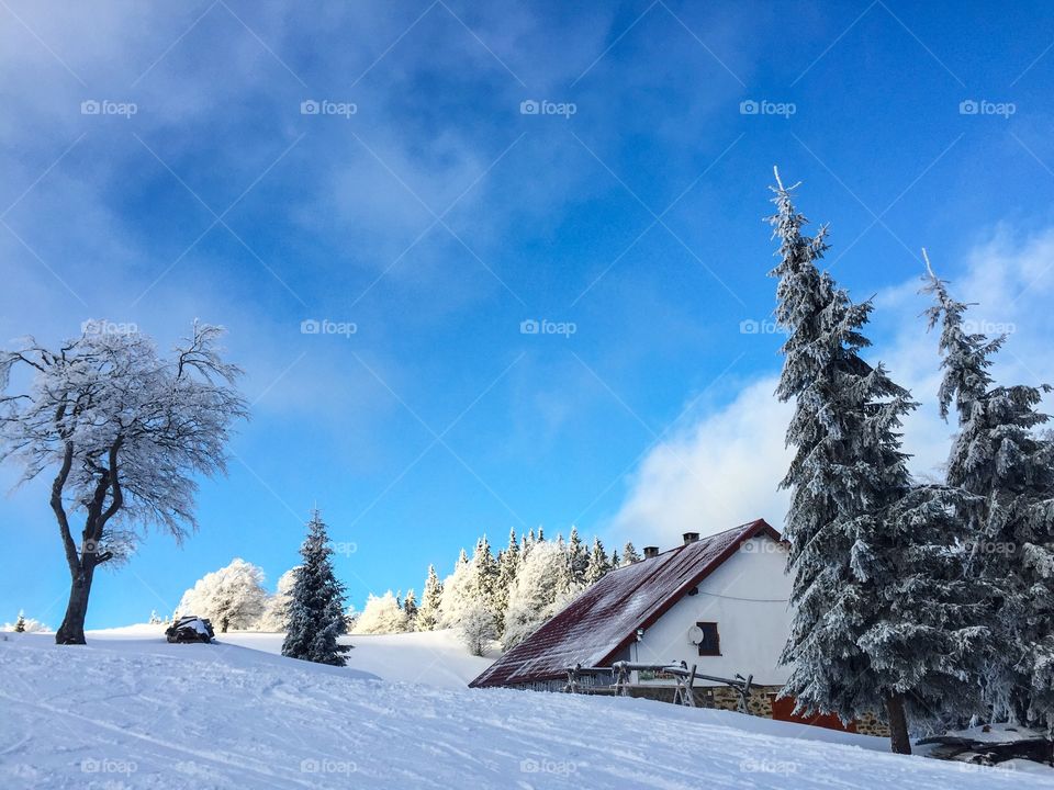 Chalet in the mountains surrounded by trees covered in snow