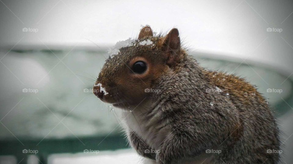 Squirrel looking away