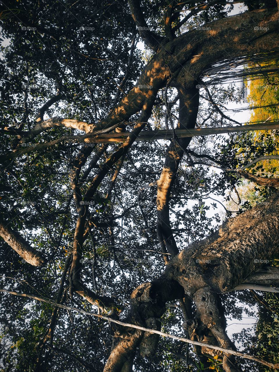 Banyan tree is around with Shaniwar Wada Palace Pune