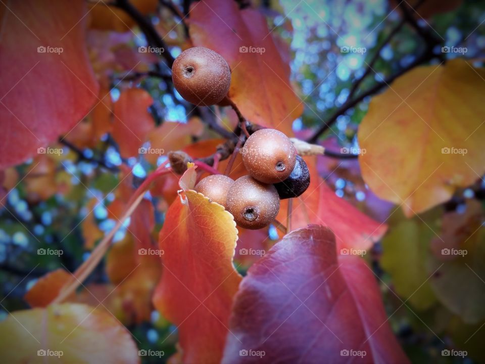 Pear Tree in Fall