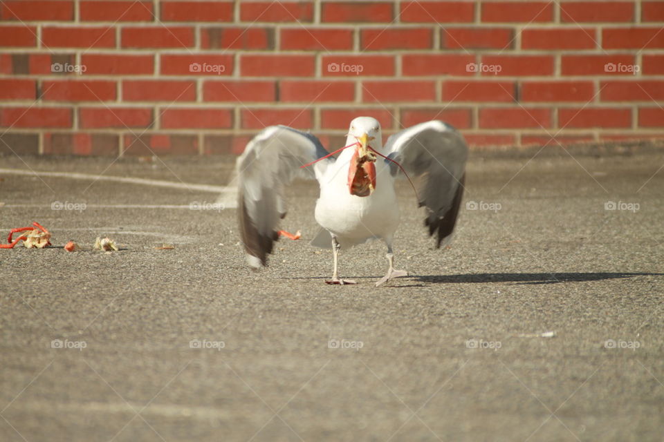 seagull catch lobster