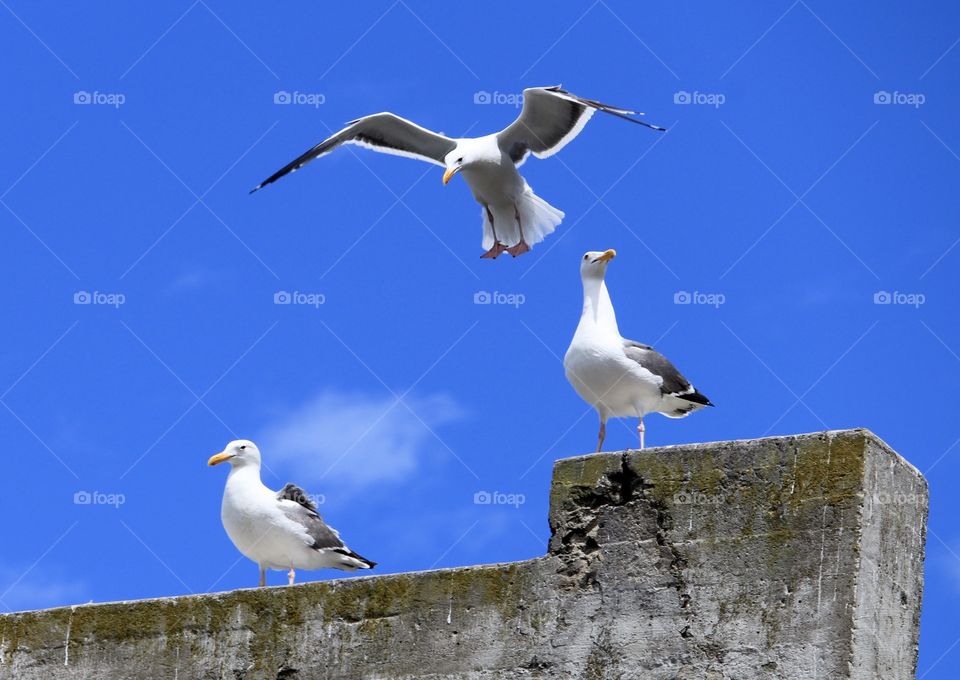 Gull flight