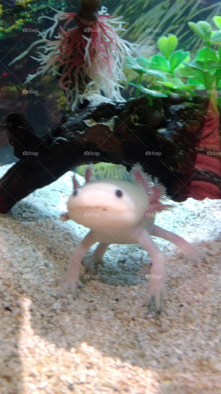 axolotl posing