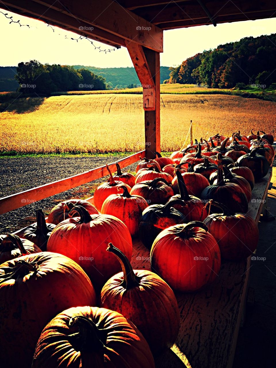 Pumpkin Display