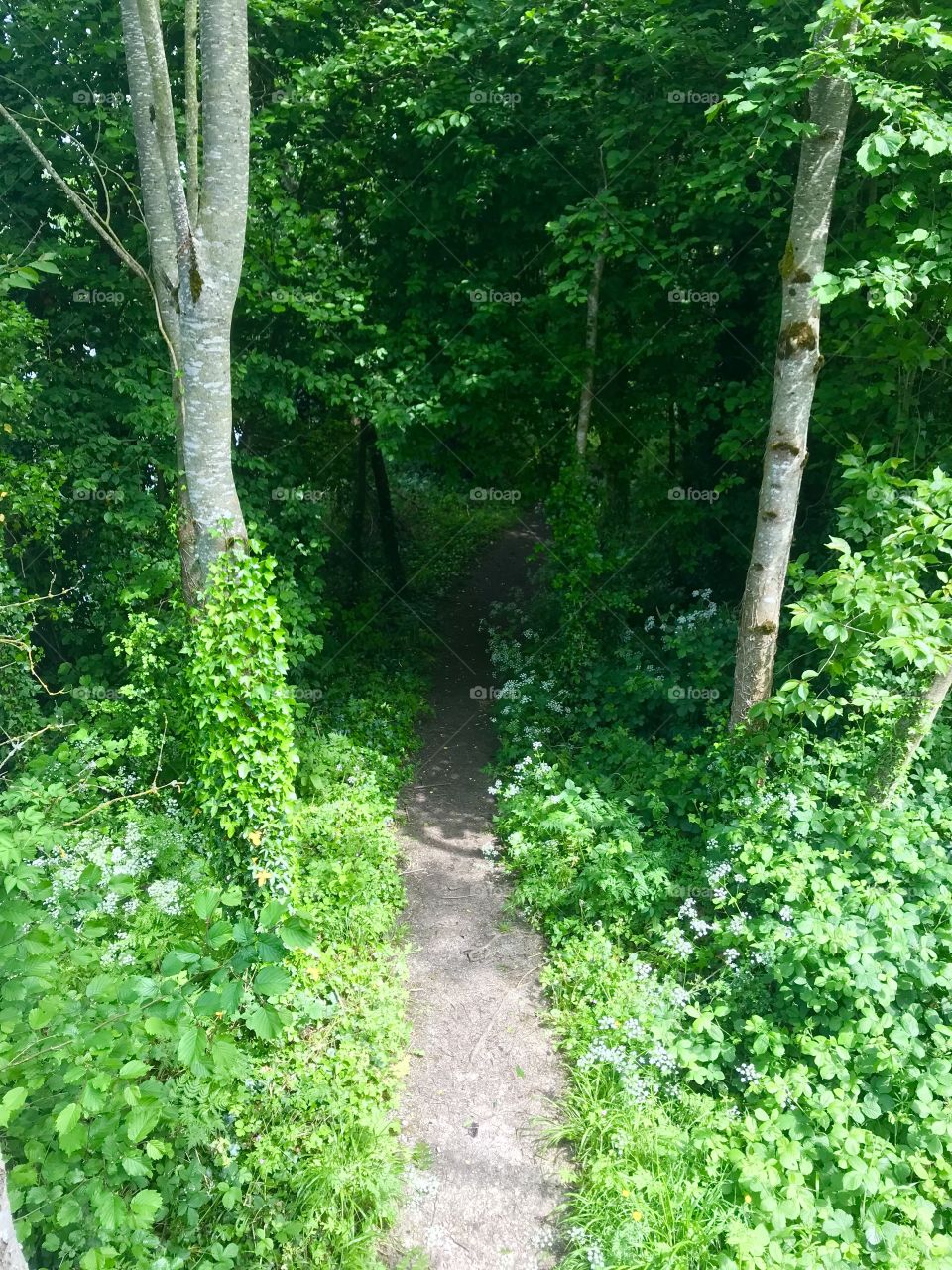 Hidden trail in a forest of green