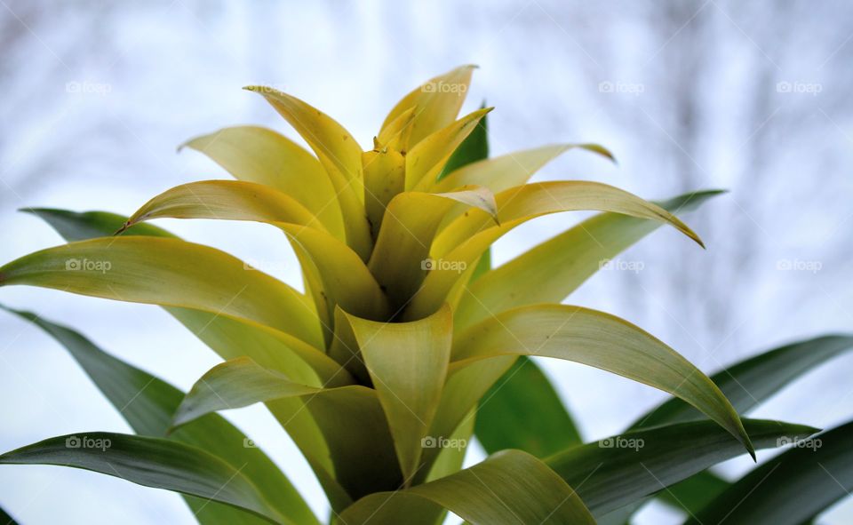 yellow guzmaniya flower