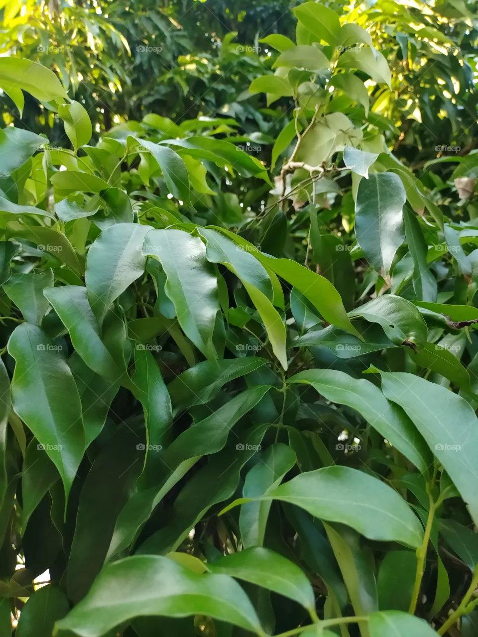 Litchi tree leaves.