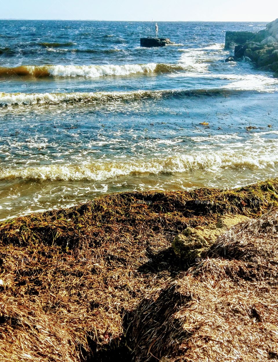 Seaweed at sea shore