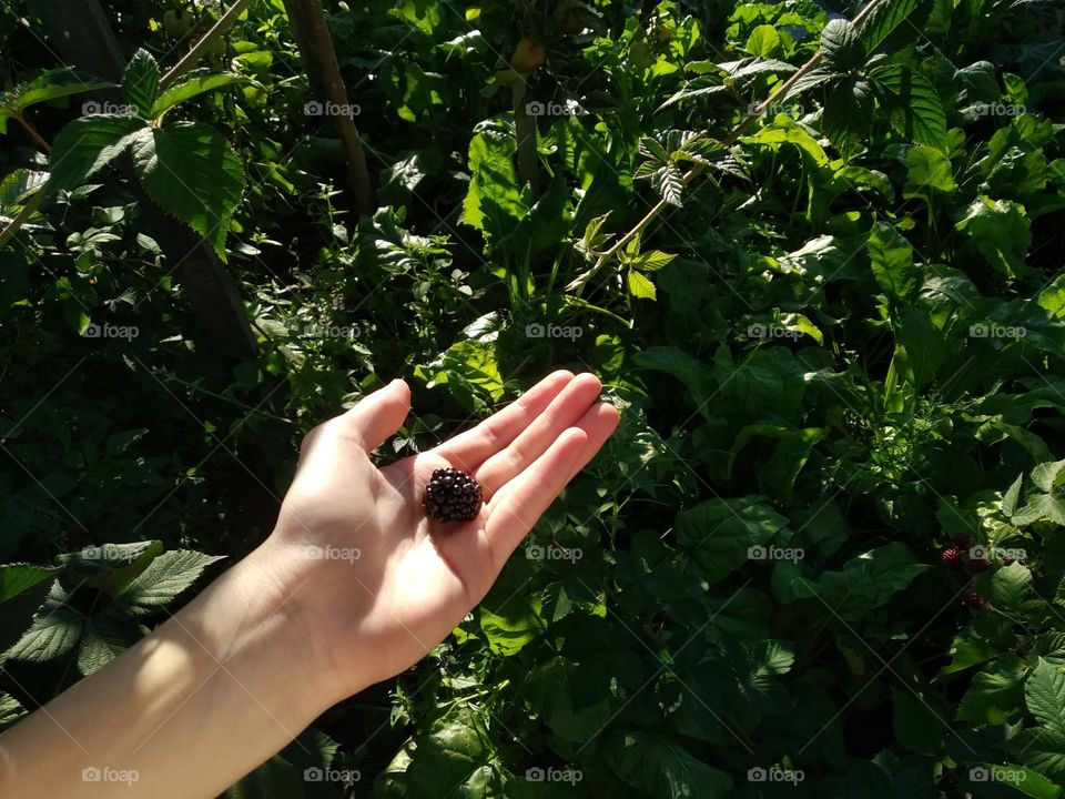 Blackberry in the hand on green leaves background