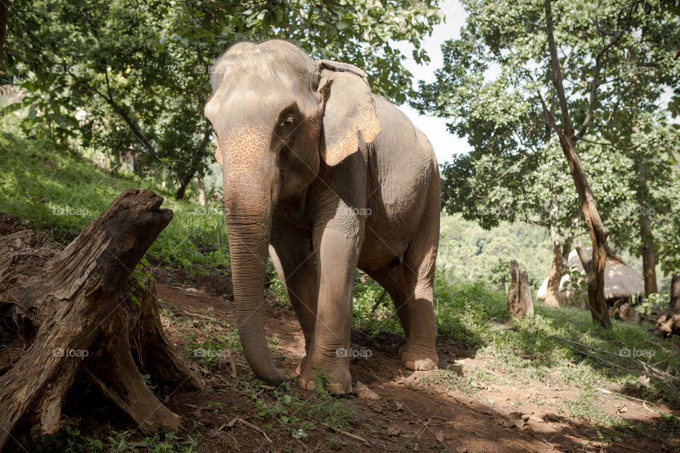 Wandering Elephant