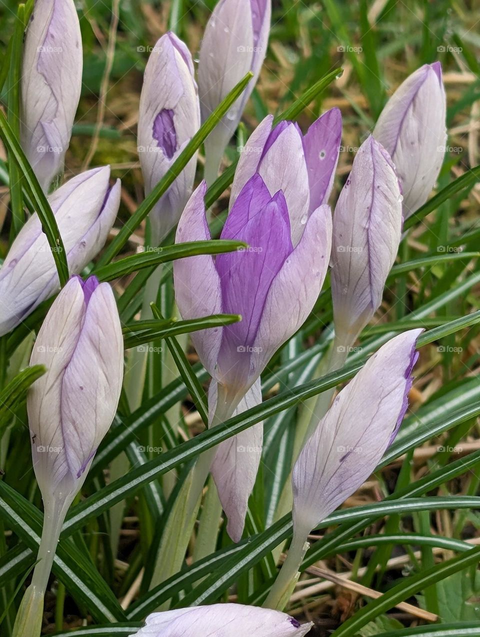 The bloom of the crocus plant