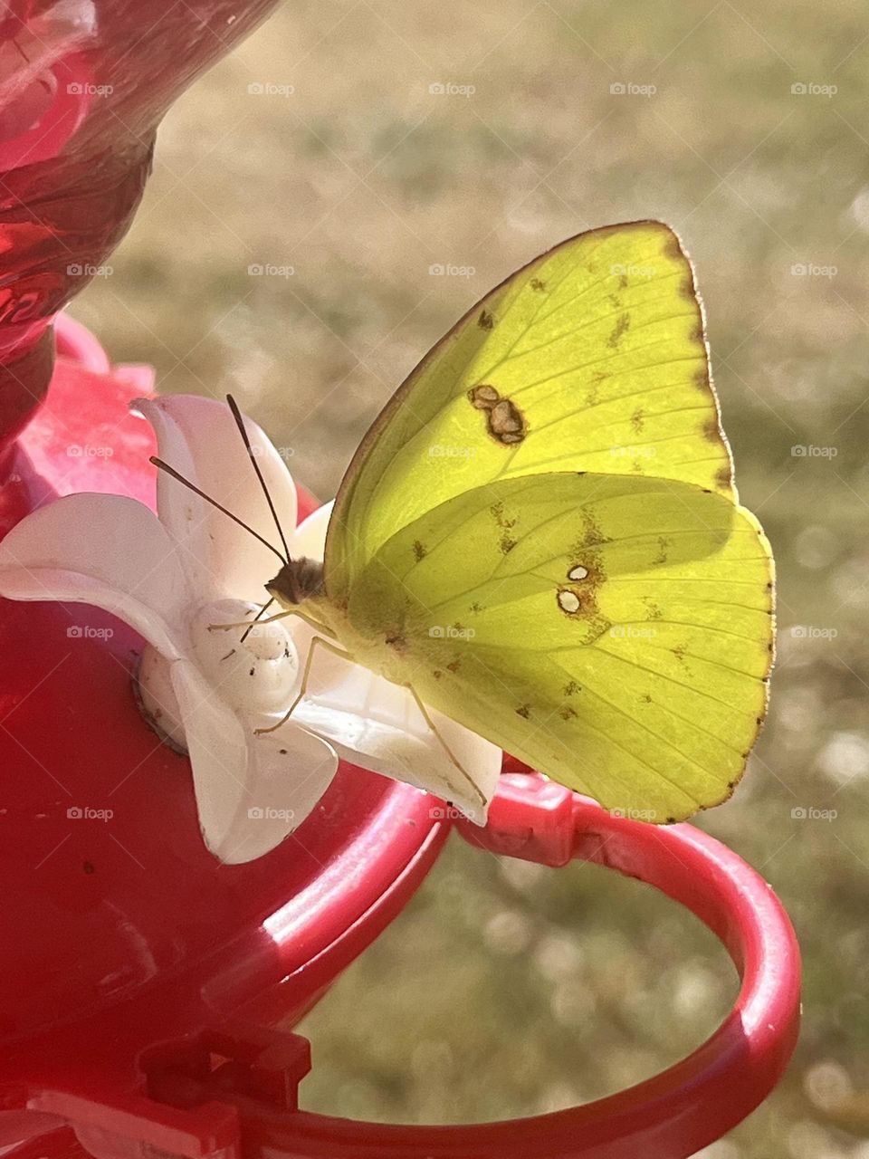 yellow butterfly