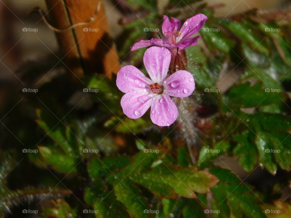Delicate pink flower, with water droplets on the petals