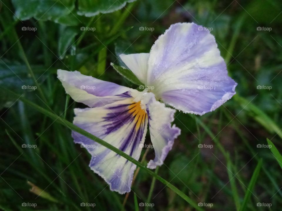 frozen violets