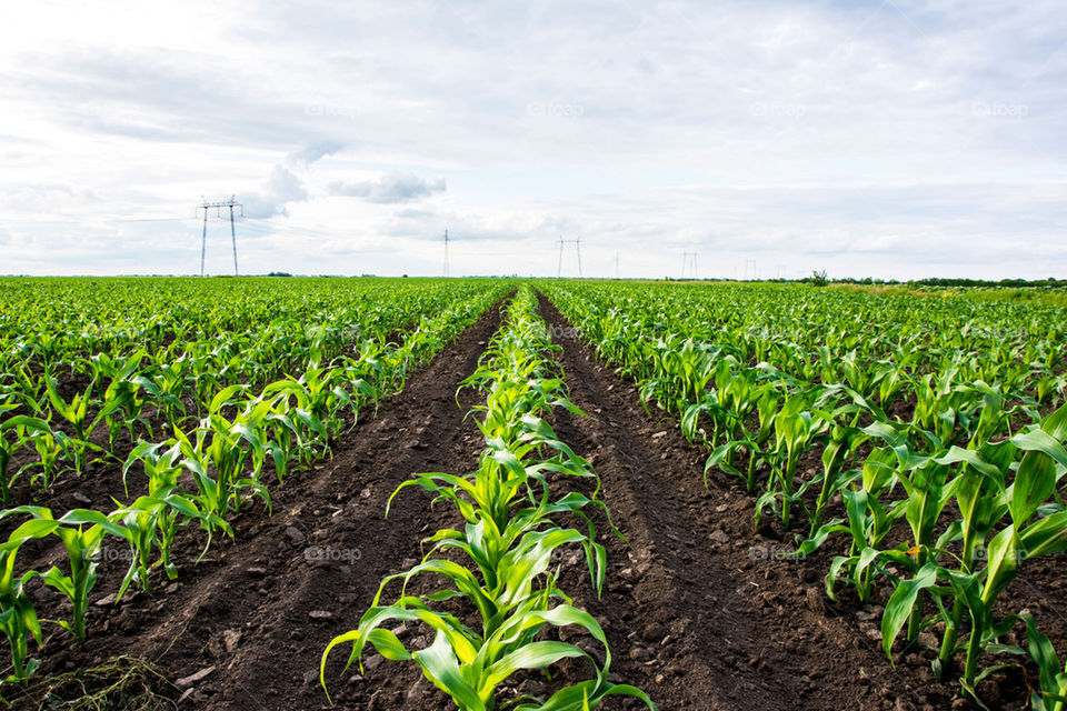 corn field