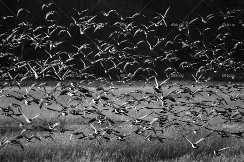 Flock of geese on the seashore in Espoo, Finland.